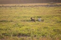 Afghan hound dog is running in the field in summer at sunset Royalty Free Stock Photo