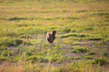 Afghan hound dog is running in the field in summer at sunset Royalty Free Stock Photo