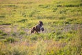 Afghan hound dog is running in the field in summer at sunset Royalty Free Stock Photo