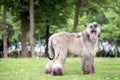 Afghan hound dog standing Royalty Free Stock Photo