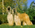 Afghan Hound, Dog standing on Lawn Royalty Free Stock Photo