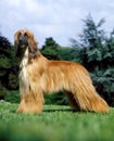 Afghan Hound, Dog standing on Lawn Royalty Free Stock Photo