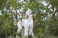 Afghan hound dog stands among nature