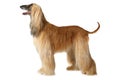 Afghan hound dog Royalty Free Stock Photo