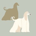 Afghan hound dog vector illustration style Flat Royalty Free Stock Photo