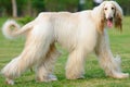 Afghan hound dog walking Royalty Free Stock Photo