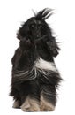 Afghan Hound with his hair in the wind Royalty Free Stock Photo