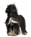 Afghan Hound with his hair in the wind Royalty Free Stock Photo