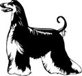 Afghan Hound Illustration