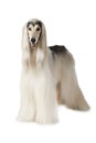 Afghan hound isolated on white background Royalty Free Stock Photo