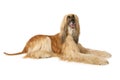 Afghan hound isolated on white Royalty Free Stock Photo