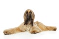Afghan hound lying on a white background Royalty Free Stock Photo