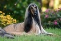 Afghan Hound - Originating from Afghanistan