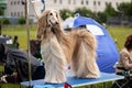 Afghan hound outdoor on dog show at summer Royalty Free Stock Photo