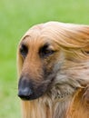 Afghan hound portrait with copy space