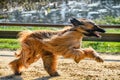 Een Afghaanse windhond op de renbaan Royalty Free Stock Photo