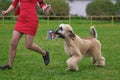 Afghan hound runs alongside the hostess in a red dress close-up Royalty Free Stock Photo