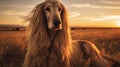 An Afghan Hound's portrait reveals the breed's dignified and aristocratic presence.