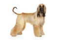 Afghan hound in stand on white background