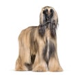 Afghan hound standing against white background Royalty Free Stock Photo