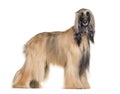 Afghan hound standing against white background Royalty Free Stock Photo