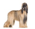 Afghan hound standing against white background Royalty Free Stock Photo