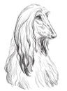 Afghan Hound vector hand drawing portrait Royalty Free Stock Photo