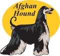 Afghan Hound Vector Illustration