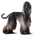 Afghan hound watercolor drawing