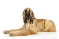 Afghan hound on white background Royalty Free Stock Photo