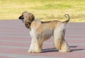 Afghan Hound white profile.