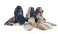 Afghan hounds Royalty Free Stock Photo