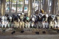 Afghan men gather in silence for Muslim prayers in public park