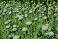 Afghan opium papaver or poppy cultivation as a concept of heroin addiction. Papaver seed pods growing on the green field Royalty Free Stock Photo