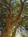 Afghan Pine Crown