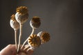 Afghanistan opium, dry poppy head in hand, space for text. Papaver somniferum Royalty Free Stock Photo