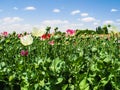 Afghanistan poppyfields Royalty Free Stock Photo