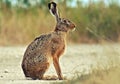 Hare and wildlife and rabbit. Royalty Free Stock Photo