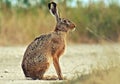 Hare and wildlife and rabbit.