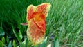 Aflame Canna Lilly Flower in full bloom