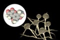 Aflatoxin B1 molecule, a toxin produced by fungi Aspergillus