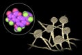 Aflatoxin B1 molecule, a toxin produced by fungi Aspergillus