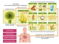 Aflatoxin diagram