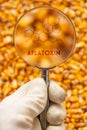 Aflatoxin poisonous carcinogens in harvested corn kernels Royalty Free Stock Photo