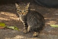 Afraid gray kitten on the street.