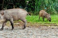 Afraiding wild boar from the underbrush Royalty Free Stock Photo