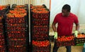 Aframerican farmer stacking boxes with tomatoes in hothouse