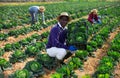 Aframerican horticulturist showing harvested savoy cabbage on field