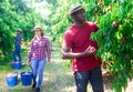 Aframerican owner of orchard gathering harvest of peaches