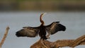 African Darter ( Anhinga rufa) Pilanesberg Nature Reserve, South Africa Royalty Free Stock Photo